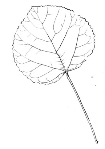 Aspen Leaf Coloring Page